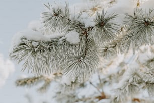 the branches of a pine tree are covered in snow