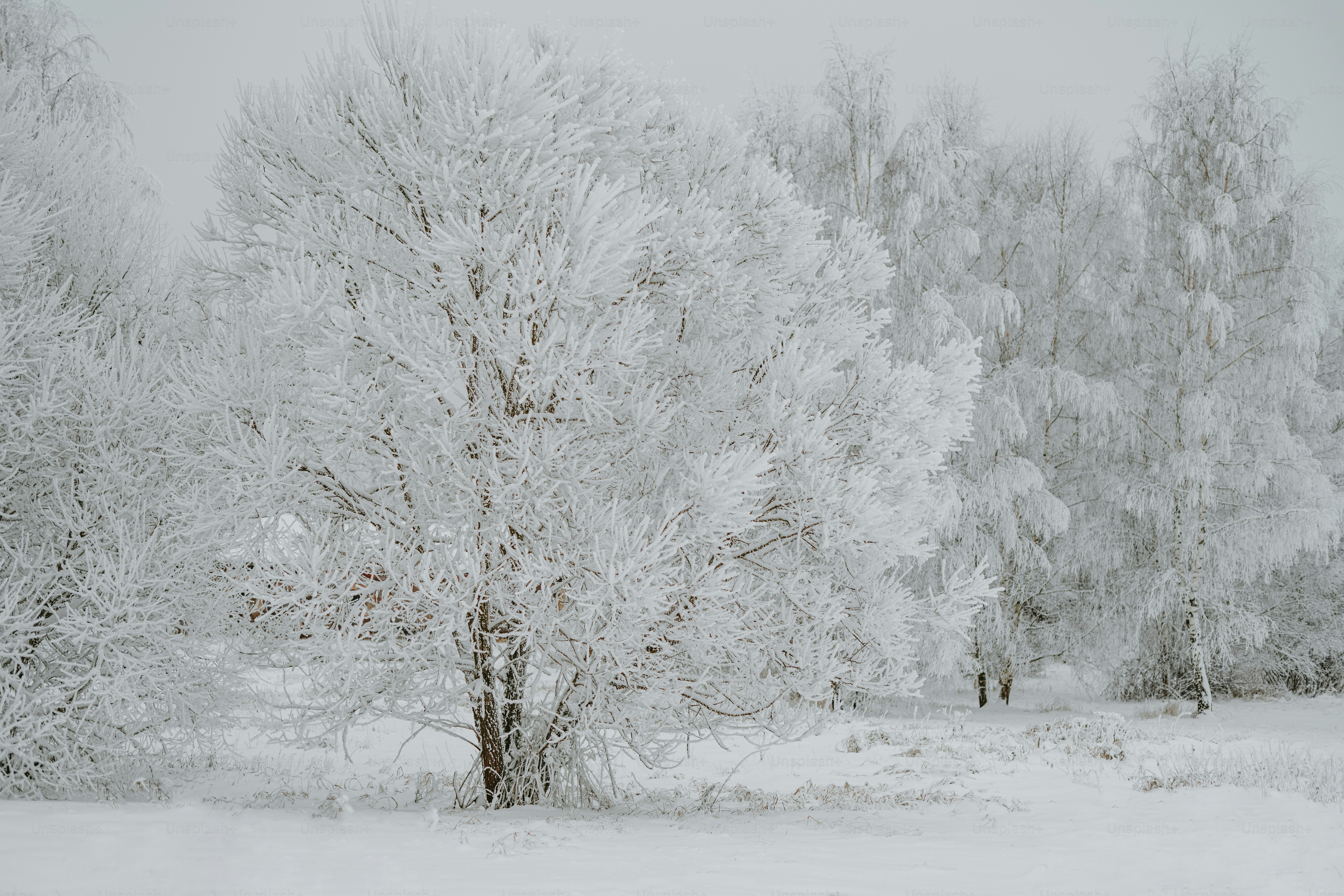 un campo cubierto de nieve con árboles al fondo