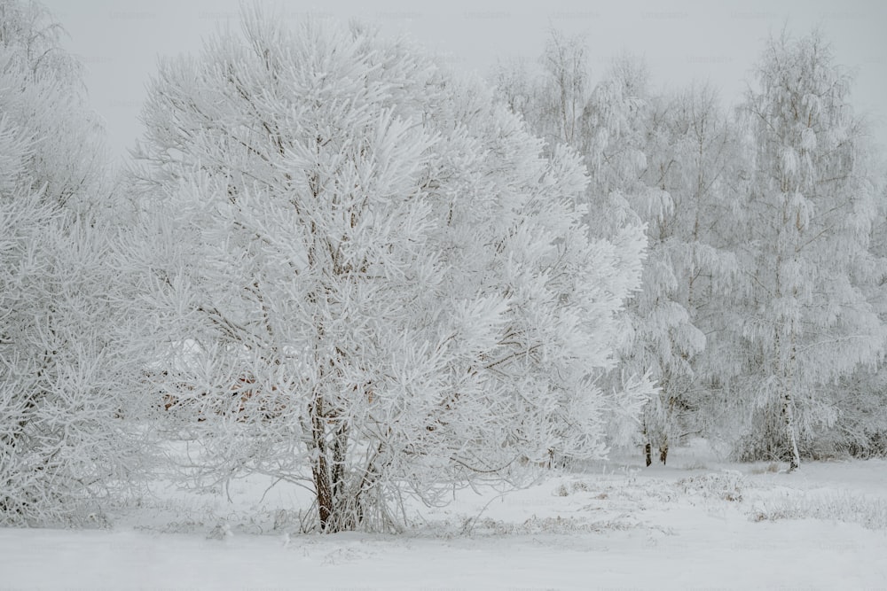 um campo coberto de neve com árvores ao fundo