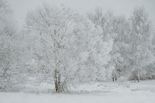 a snow covered field with trees in the background