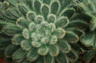 a close up of a green plant with lots of leaves