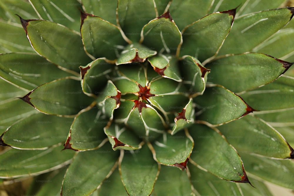 a close up of a green plant with leaves