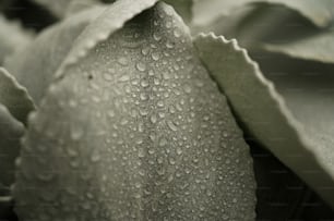 un gros plan d’une fleur avec des gouttes d’eau dessus