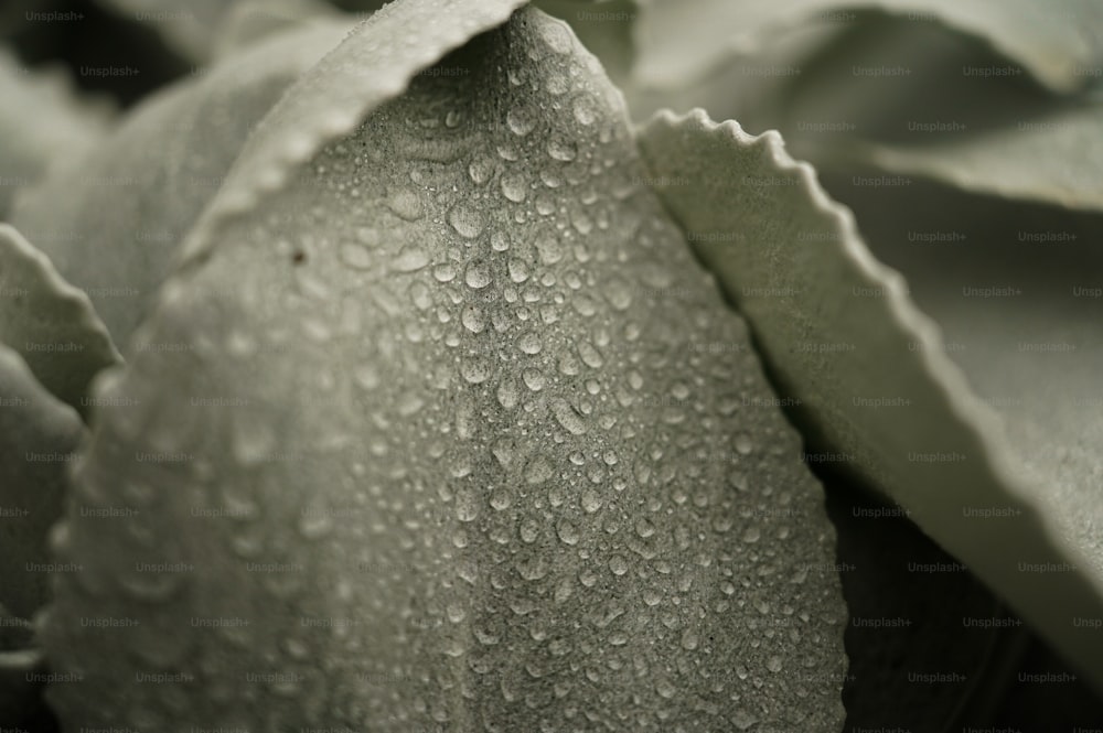 a close up of a flower with drops of water on it