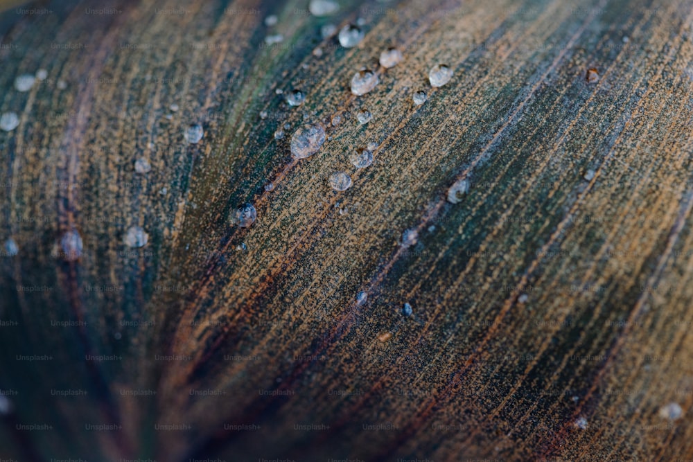 a close up of water droplets on a leaf