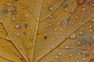 물방울이 있는 나뭇잎 클로즈업