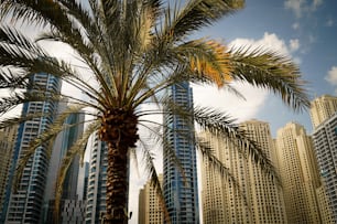 a palm tree in front of some tall buildings