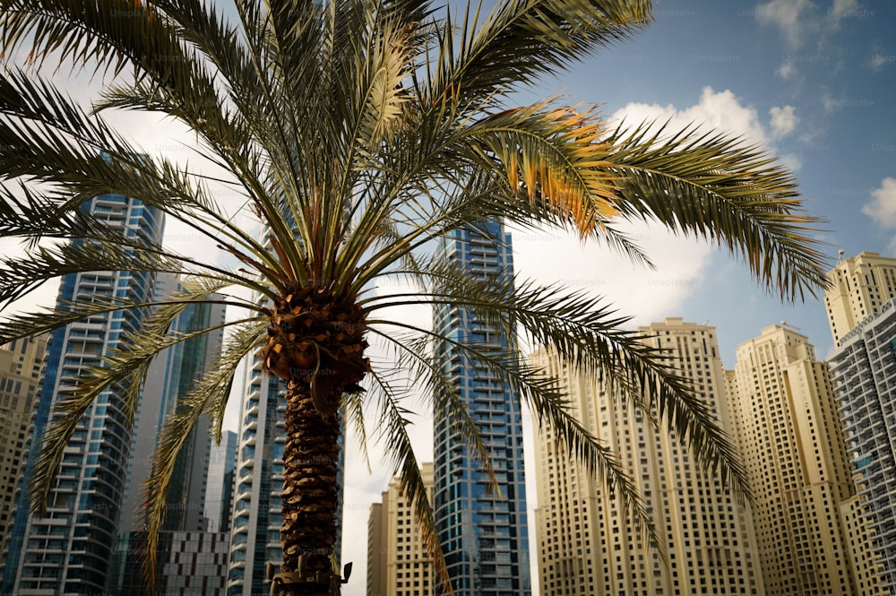 a palm tree in front of some tall buildings