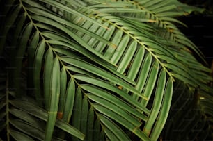 a close up of a palm tree leaf