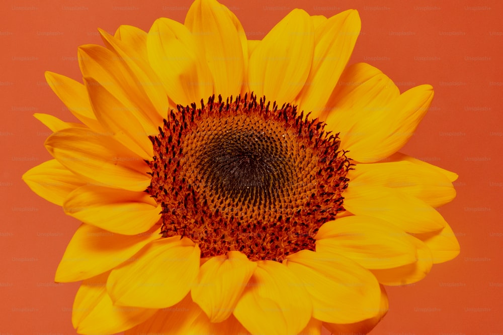 a yellow sunflower with a red background