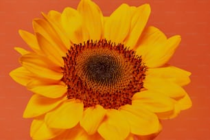a yellow sunflower with a red background