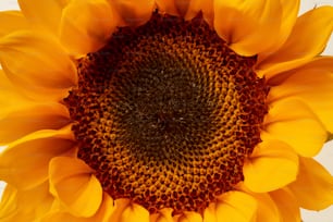 a large yellow sunflower with a white background