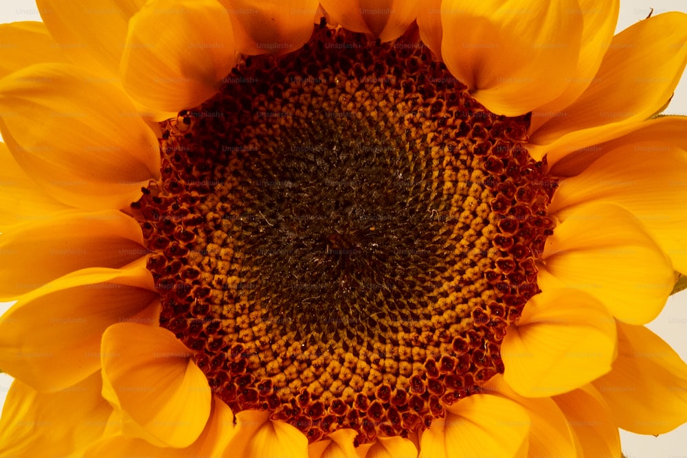 a large yellow sunflower with a white background