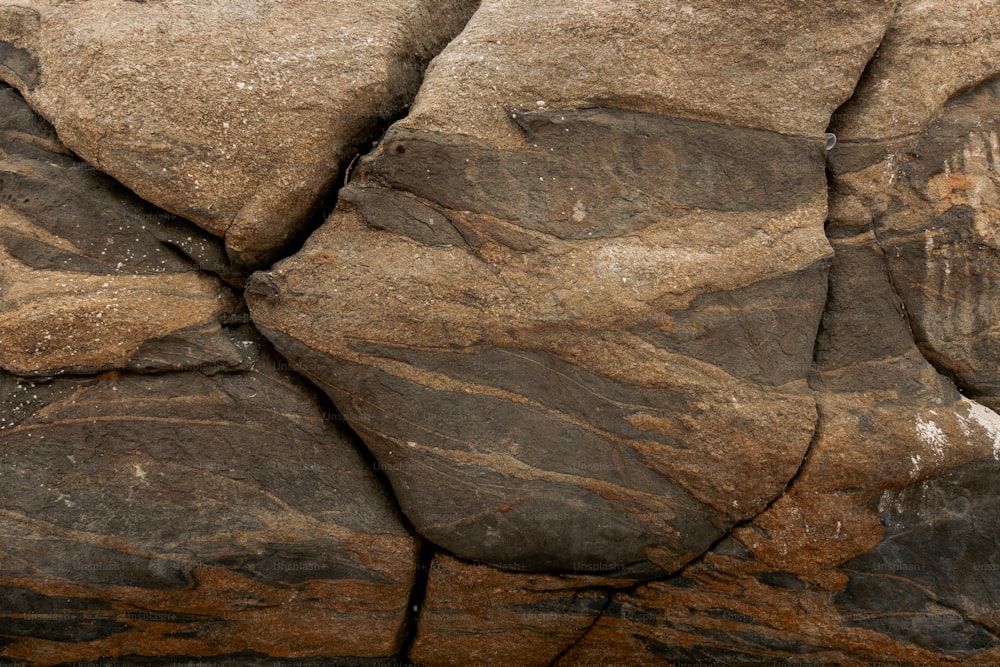 a close up of a rock with a bird on it