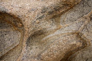 a close up of a rock with a bird on it