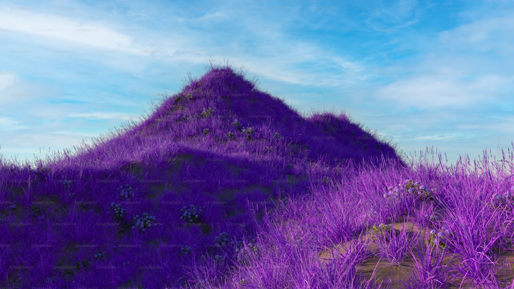 ein mit violettem Gras bedeckter Hügel unter blauem Himmel