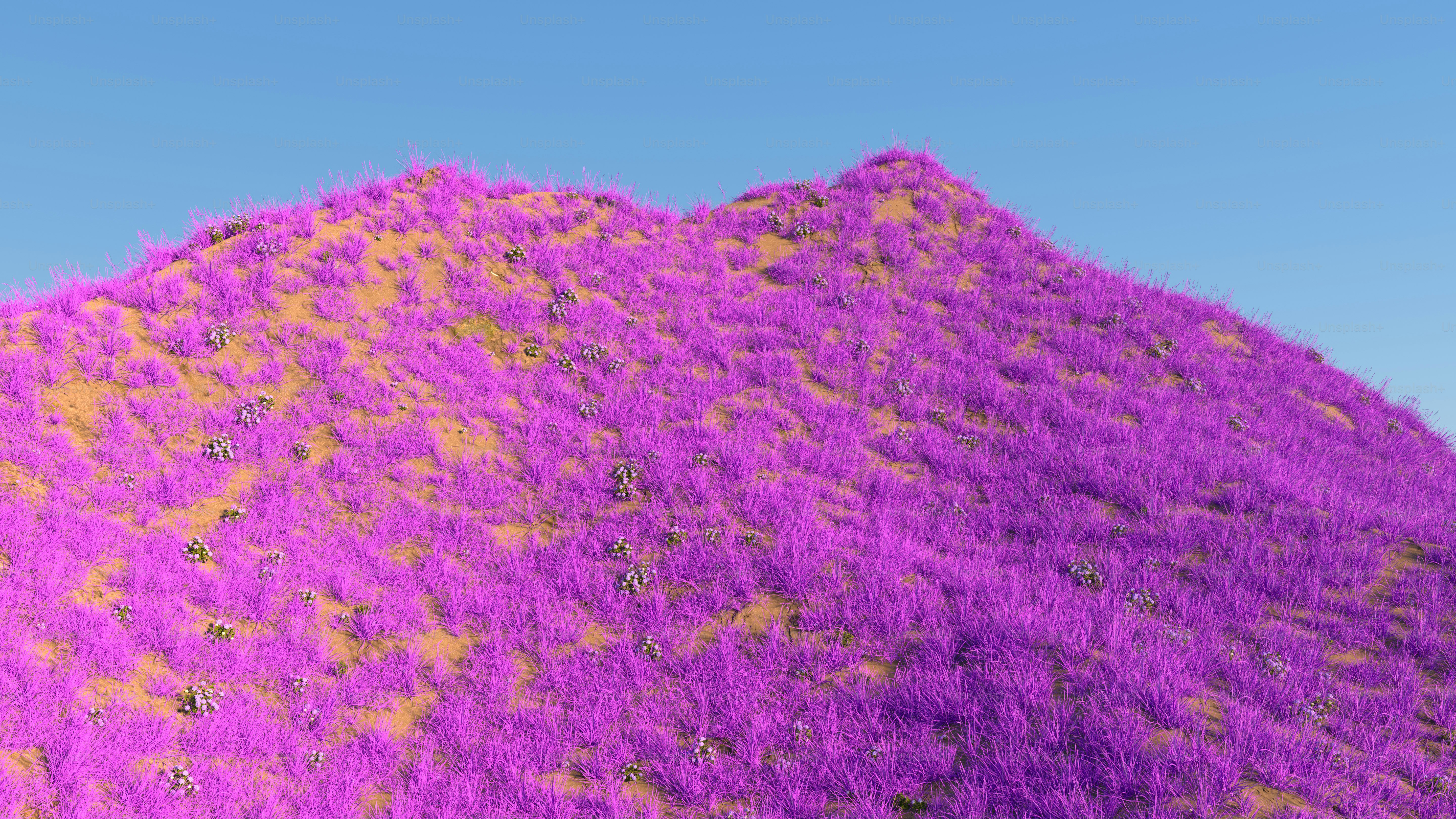 uma colina coberta de grama roxa sob um céu azul