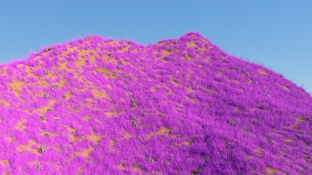 una collina coperta di erba viola sotto un cielo azzurro
