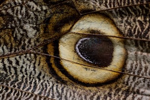 um close up do olho de uma borboleta