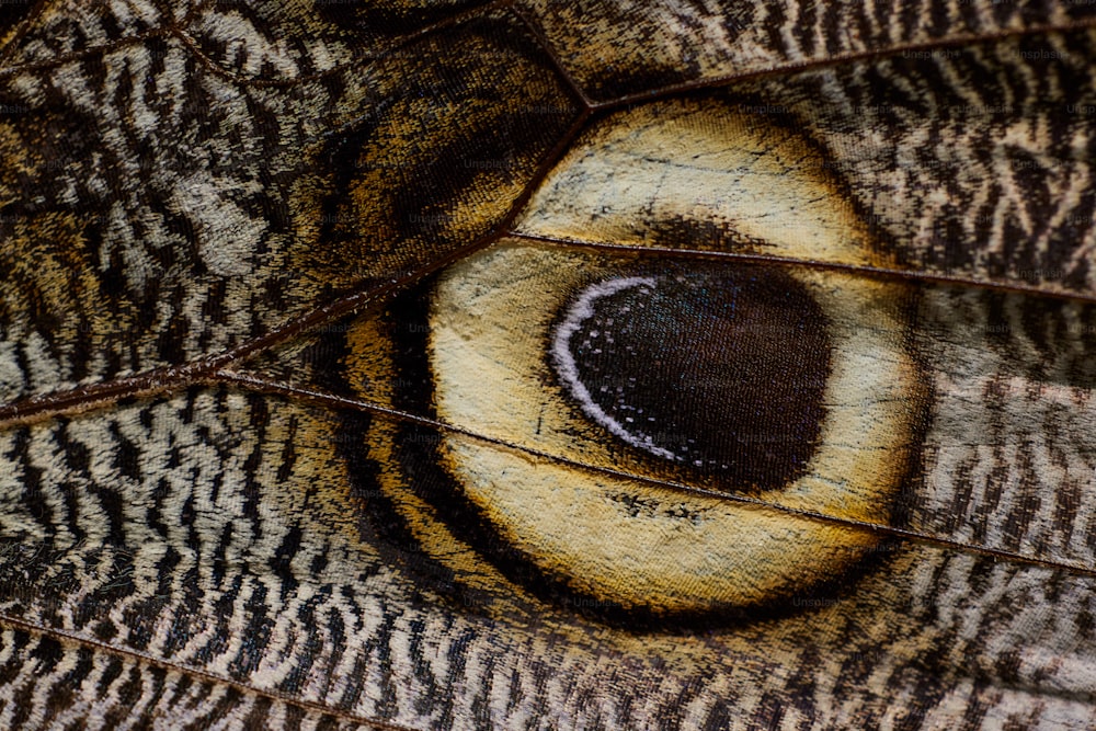 a close up of the eye of a butterfly