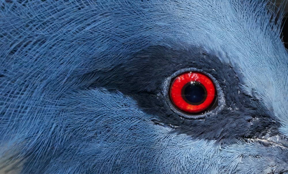 un primo piano di un uccello blu con gli occhi rossi