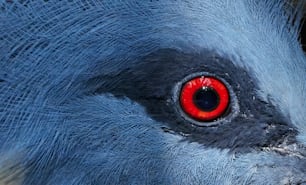 a close up of a blue bird with red eyes