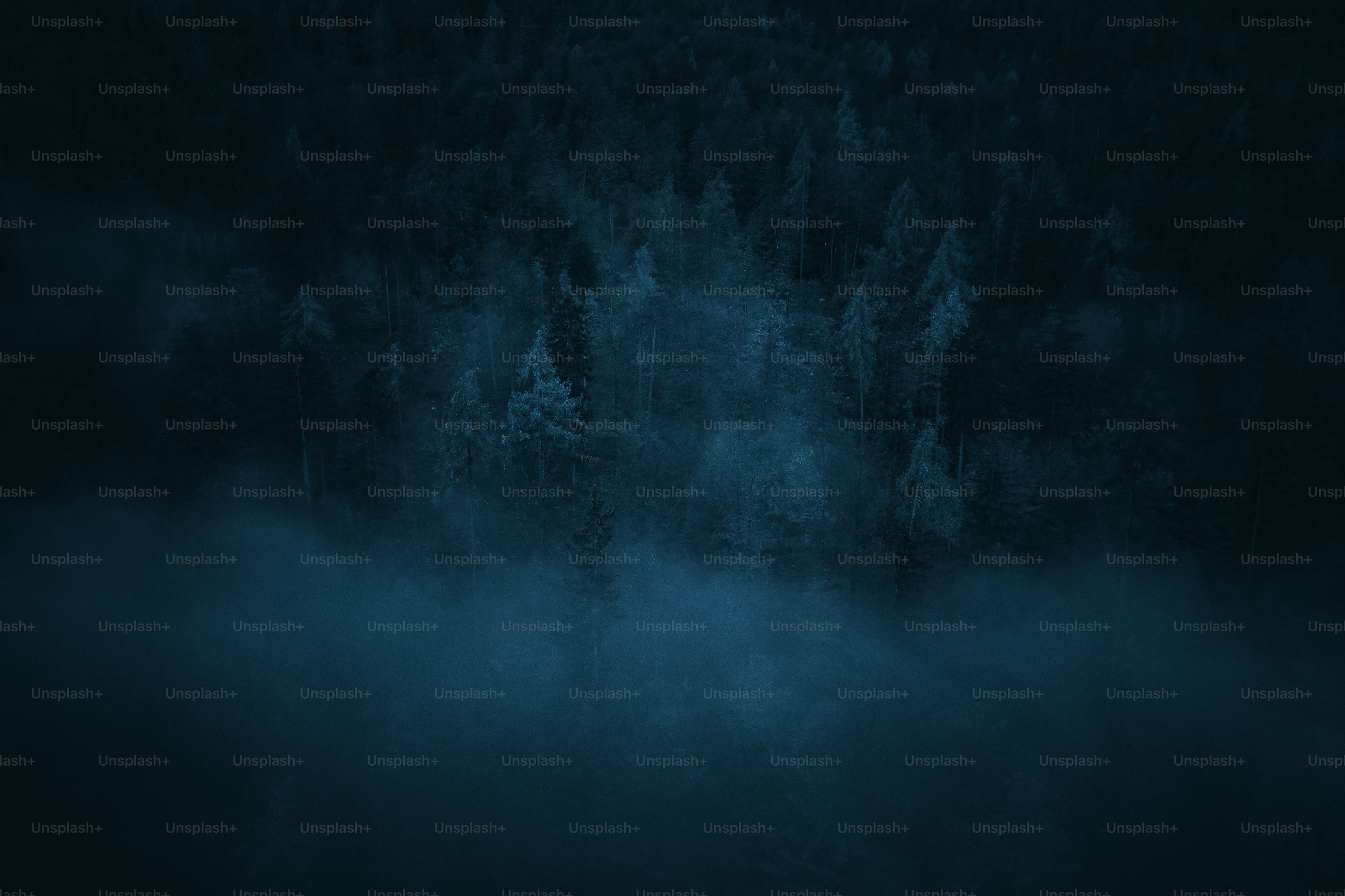 Un bosque oscuro lleno de muchos árboles