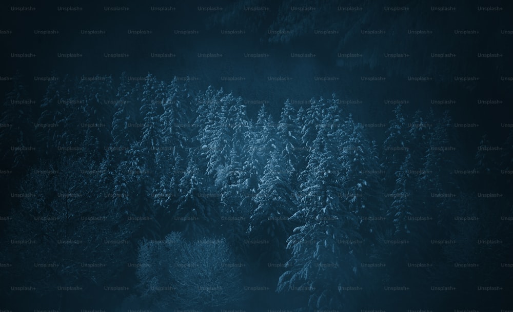 a dark forest filled with lots of trees