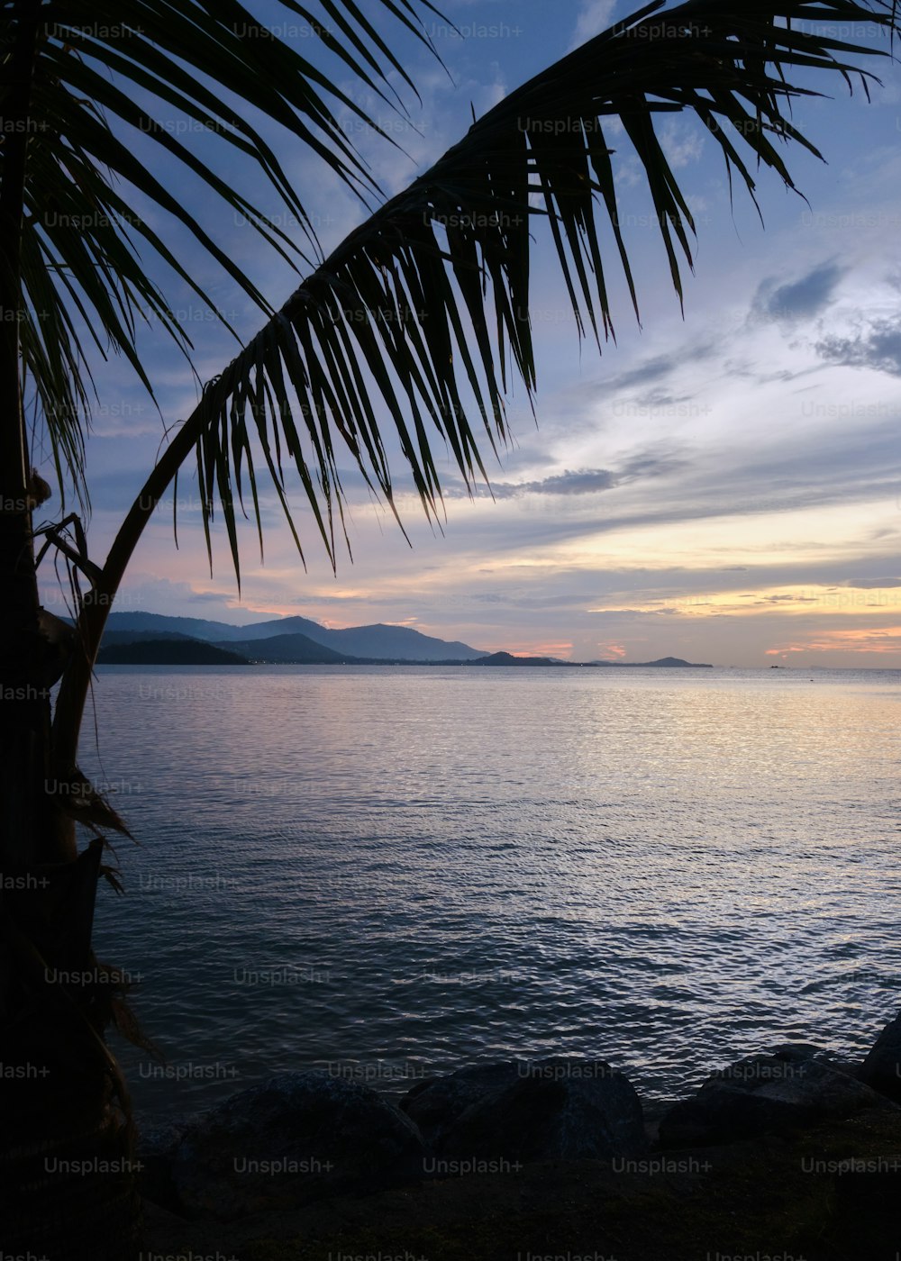 a large body of water with a palm tree in the foreground