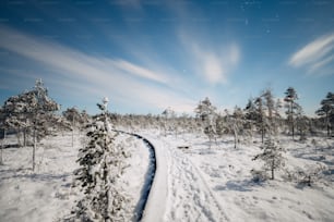青空の下、雪に覆われた森を抜ける小道