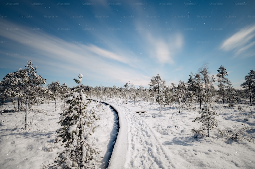 a path through a snow covered forest under a blue sky