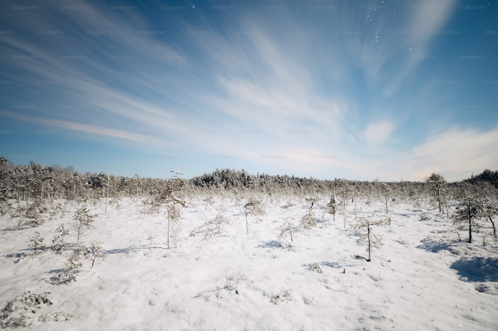 um campo coberto de neve com árvores sob um céu azul