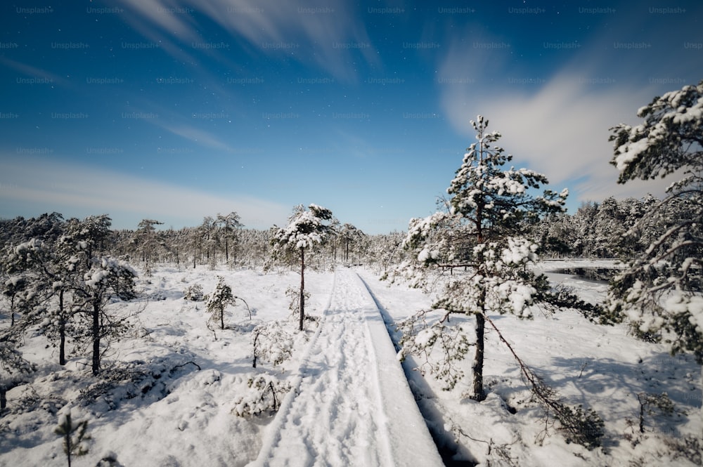 Um caminho coberto de neve em uma floresta nevada