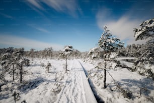 雪の森の中の雪に覆われた道