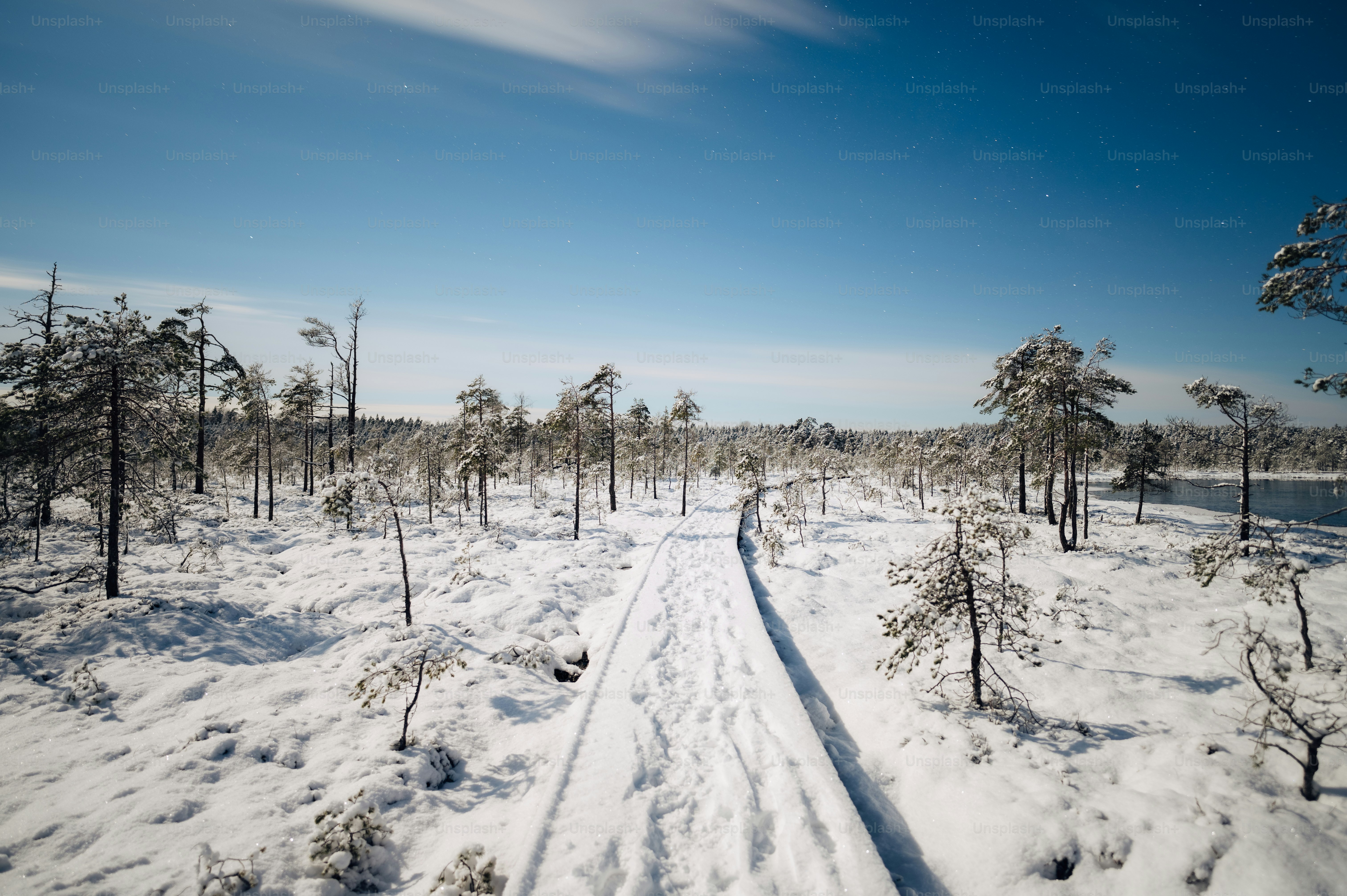 A snow covered path in the middle of a forest photo – Forest Image on ...