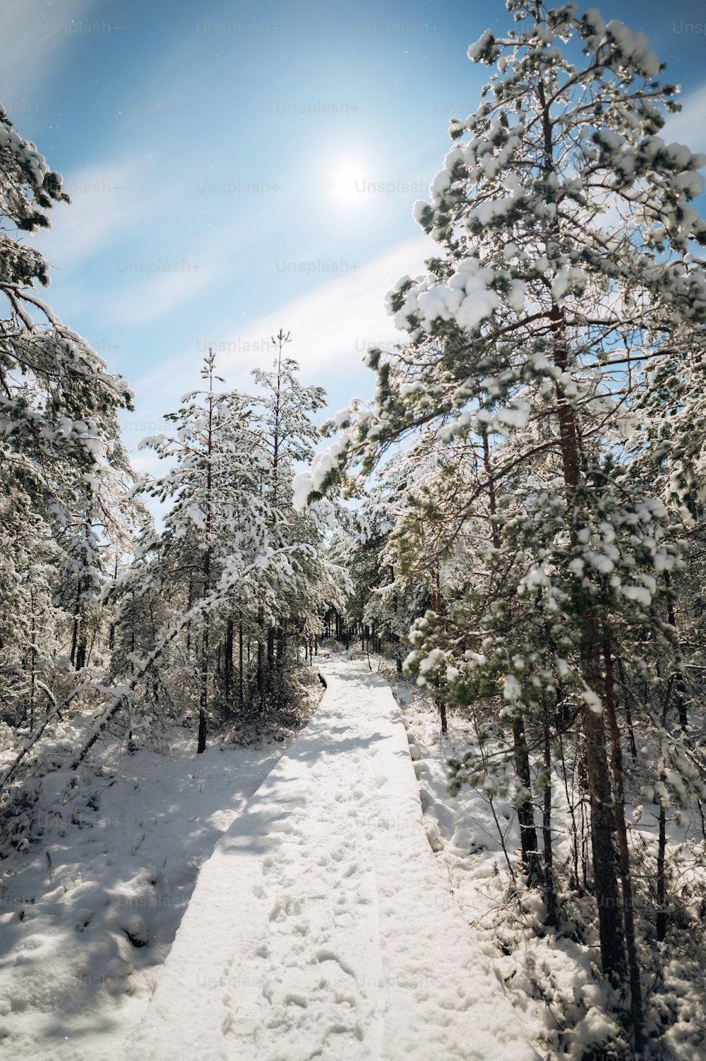 un camino cubierto de nieve en medio de un bosque