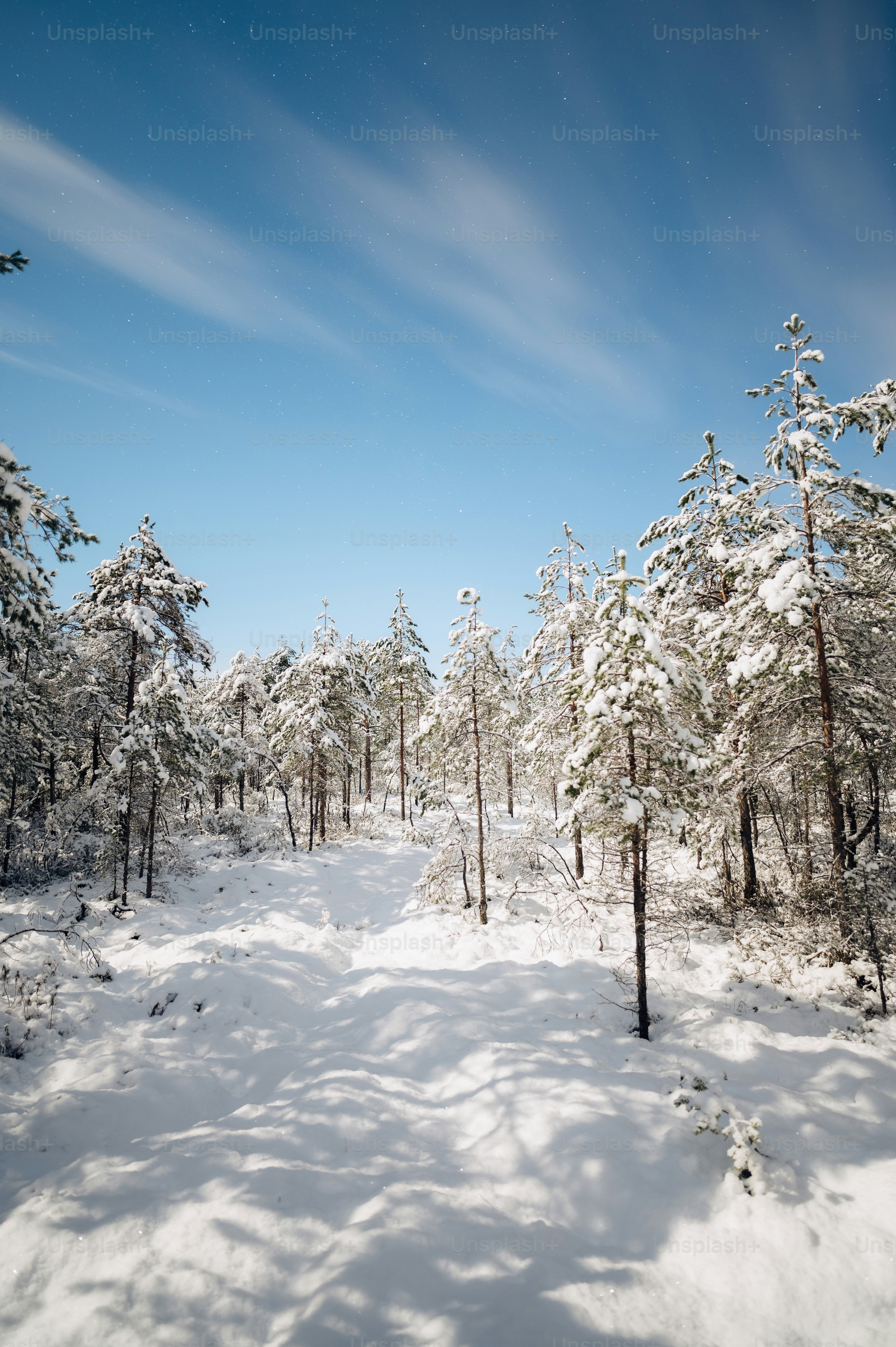 A snow covered path in the middle of a forest photo – Wallpaper Image ...