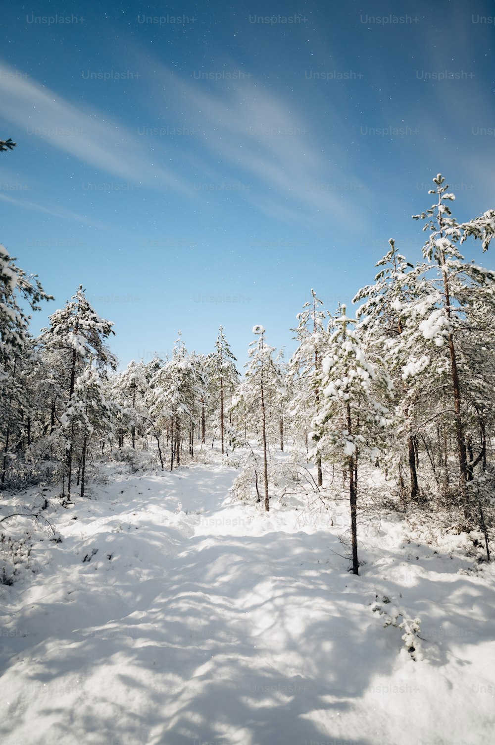 um caminho coberto de neve no meio de uma floresta