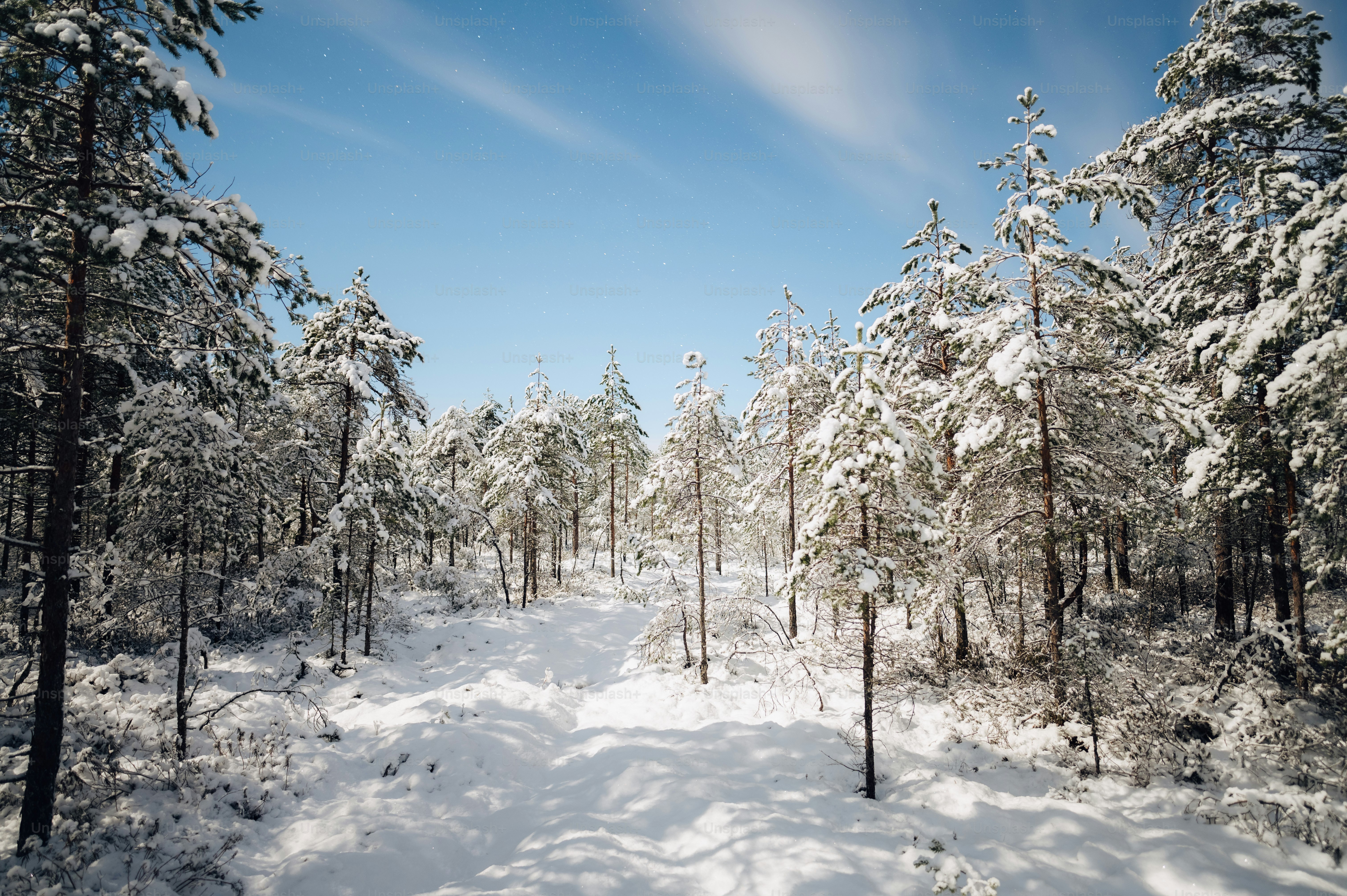 A snow covered path in the middle of a forest photo – Wallpaper Image ...