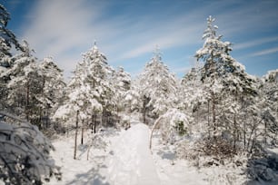um caminho coberto de neve através de uma floresta nevada