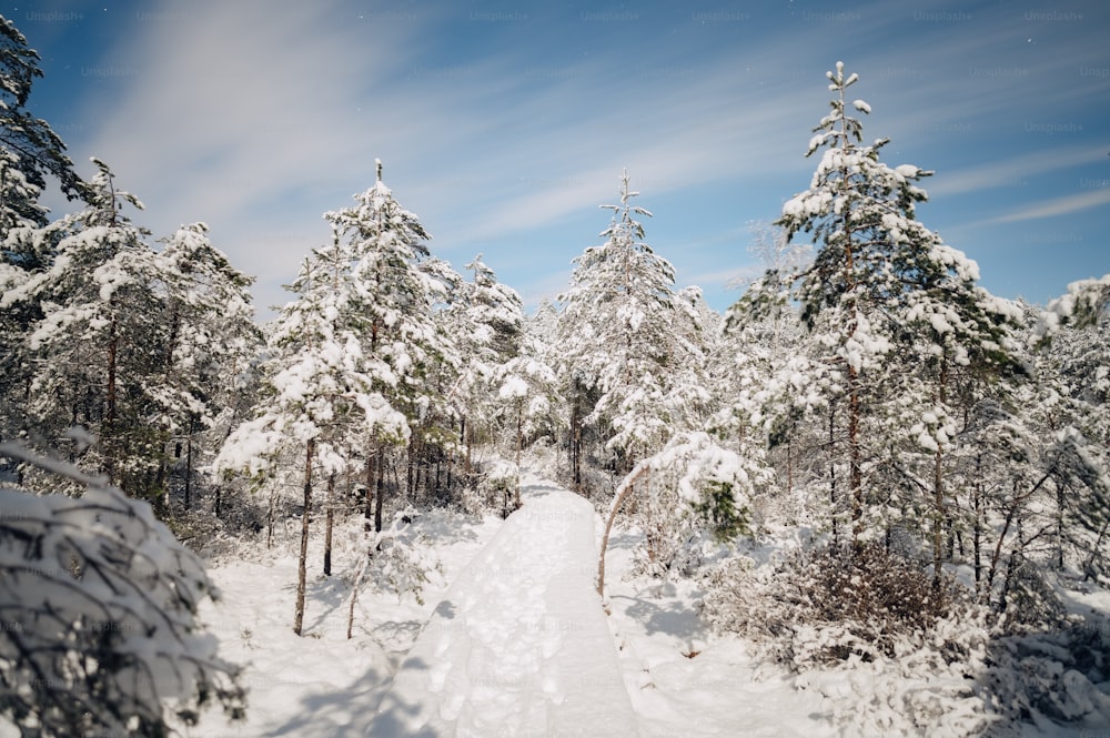 a snow covered path through a snowy forest