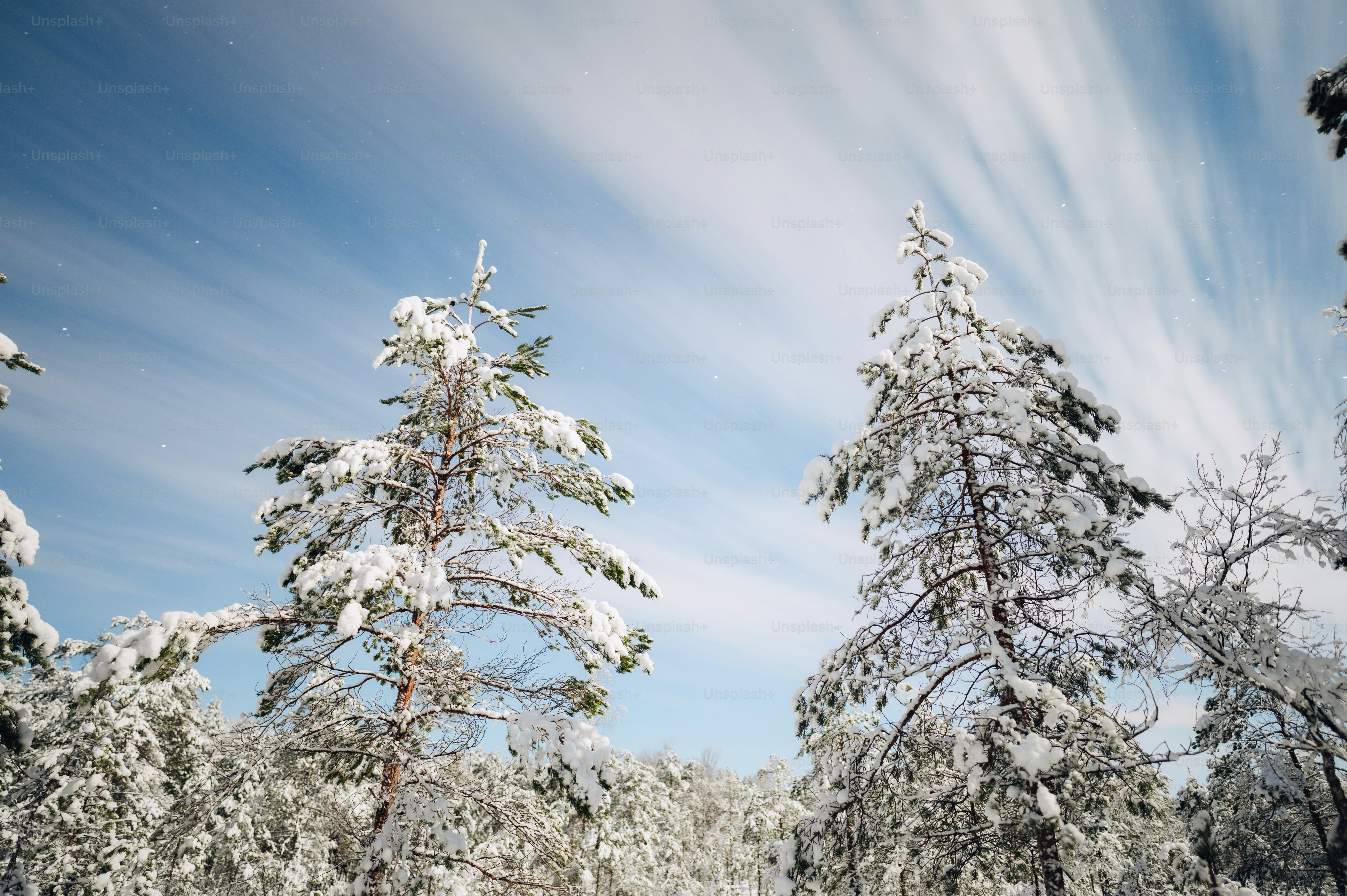 A snow covered path in the middle of a forest photo – Forest Image on ...