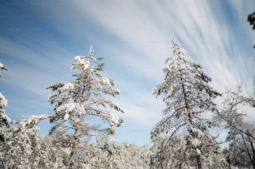 uma floresta coberta de neve cheia de árvores