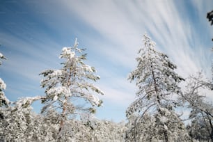 a snow covered forest filled with lots of trees