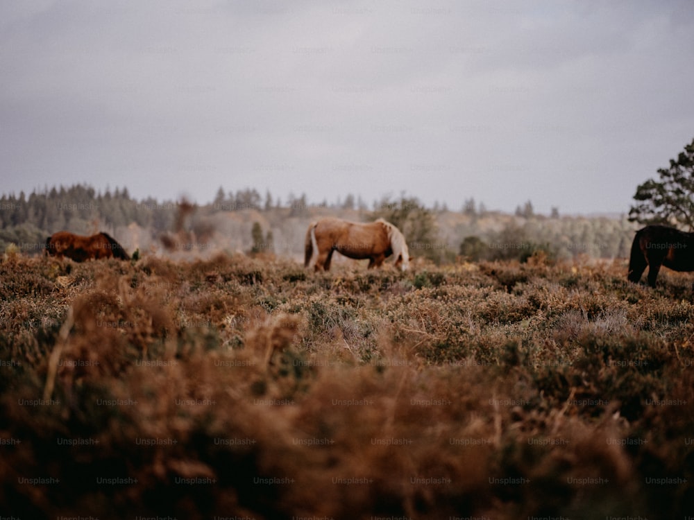 野原で草を食む馬の群れ