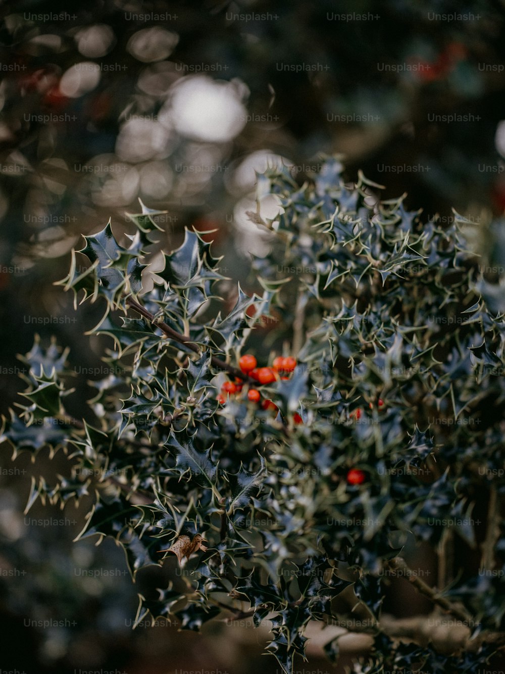 a close up of a bush with red berries on it