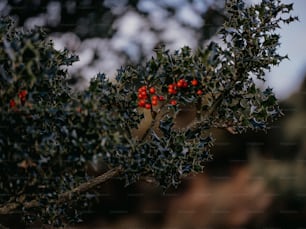 a small bush with red berries on it