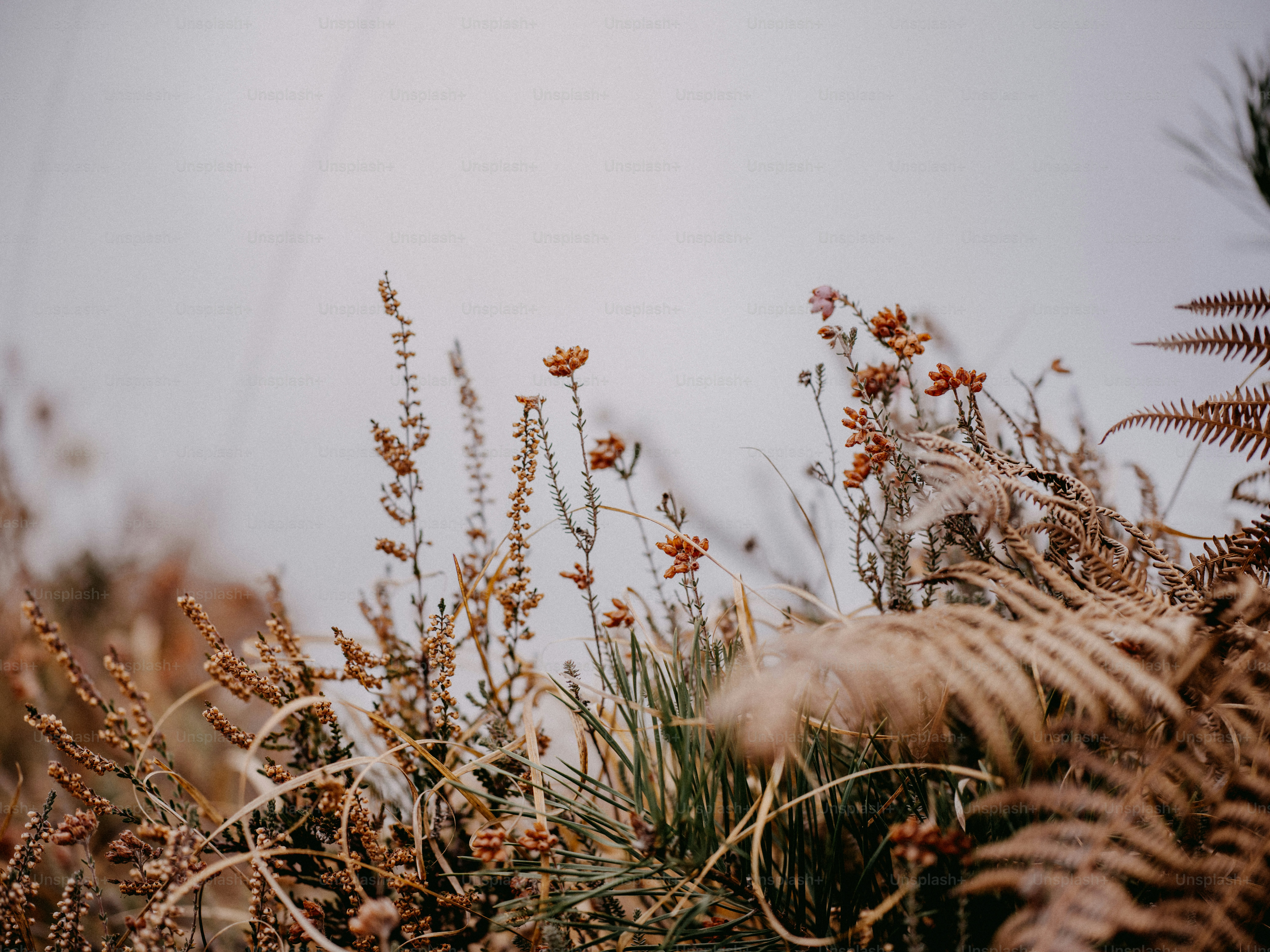 a bunch of plants that are next to each other