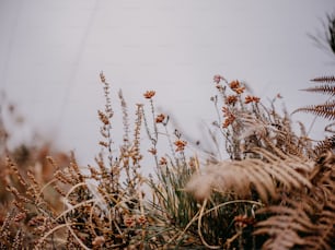 a bunch of plants that are next to each other