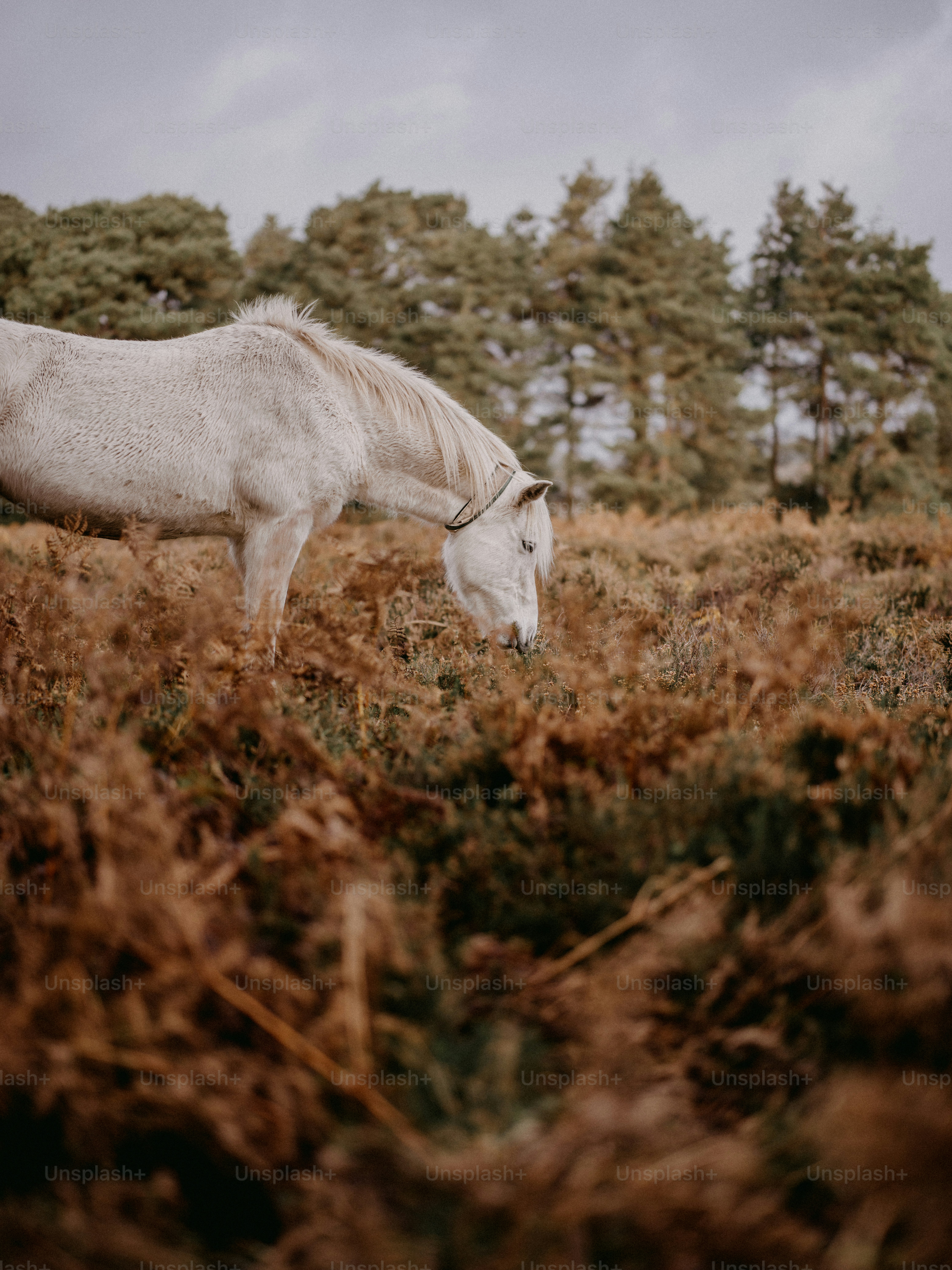 A white horse grazing in a field of tall grass photo – Animal Image on ...